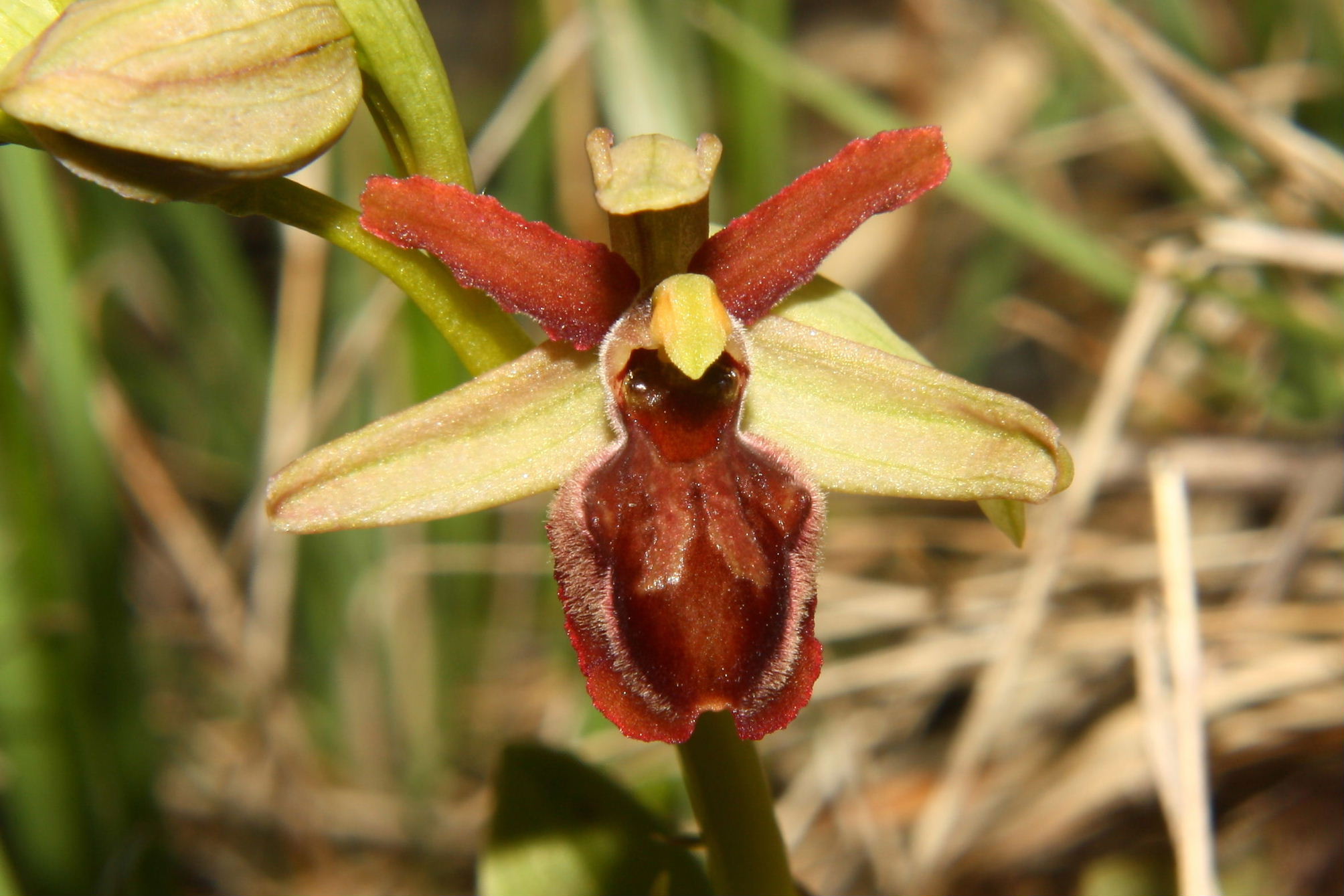 Ophrys sphegodes da ID.